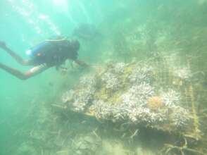 The coral nursery