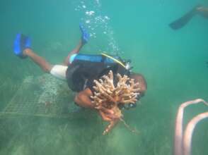 Transferring coral seedlings