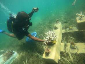 Placing corals dice on the balls