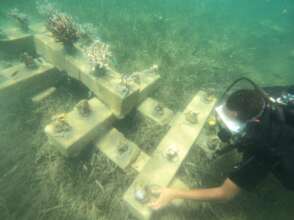 Corals seedlings planted at the site
