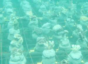 Coral Nursery Bed
