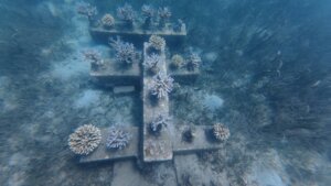 The ANO cluster of corals in December 2025