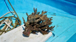 The dead corals removed from the cluster