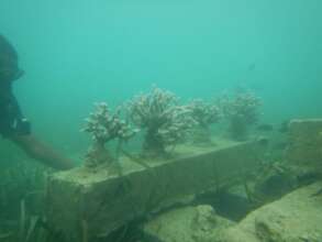 Thriving Corals