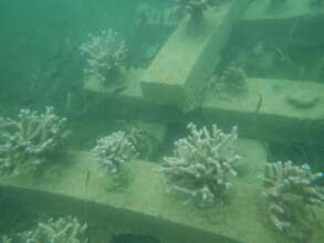 Corals