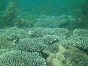 Impressive coral growth with minimum disturbance