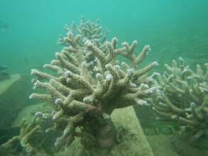 A healthy growing coral at the Wasini Coral Garden