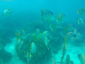 The beautiful fishery at the Wasini Coral Garden