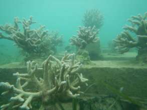Thriving corals planted in Quarter 1 of 2022