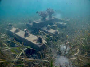 Corals - 14.06.2023