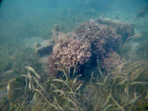 Thriving corals - 14.06.2023
