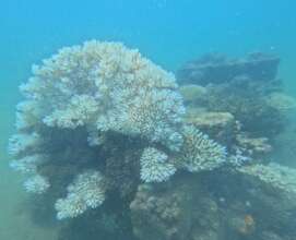 Bleached corals