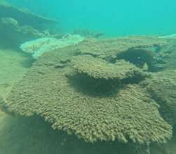 Death of corals