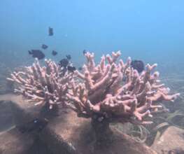 The two surviving corals