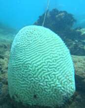 Bleached coral