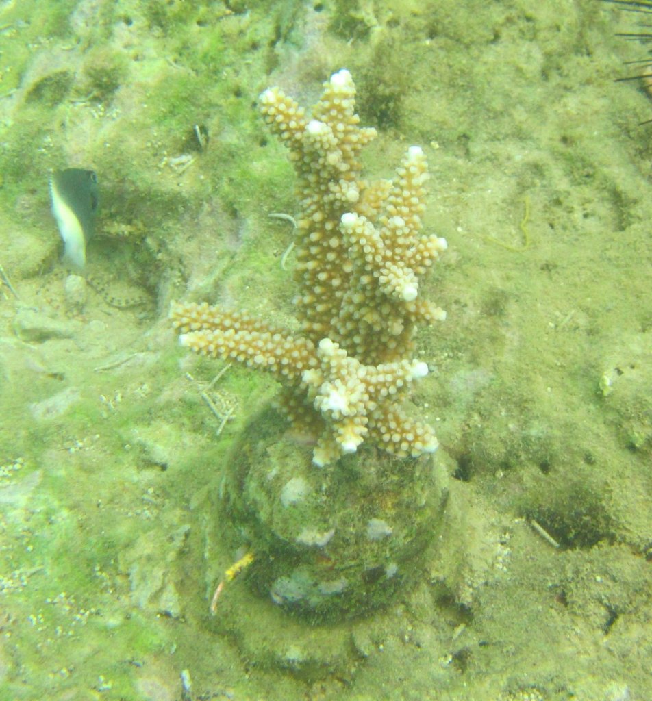 Transplanted Coral