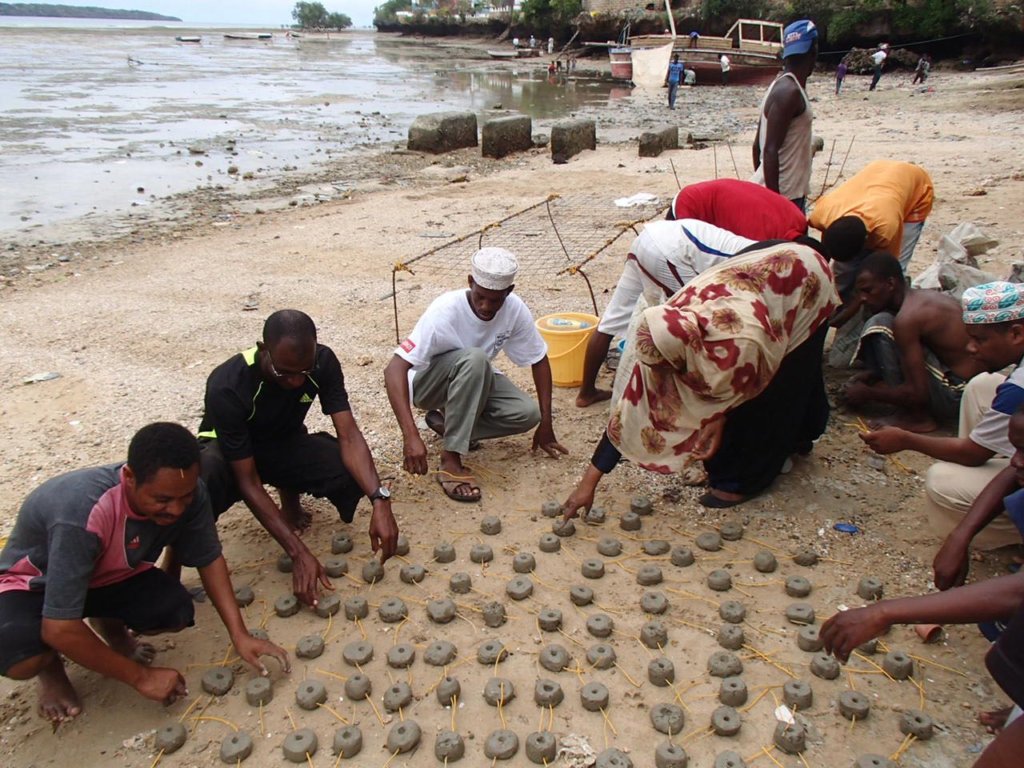 Coral Bed Preparation