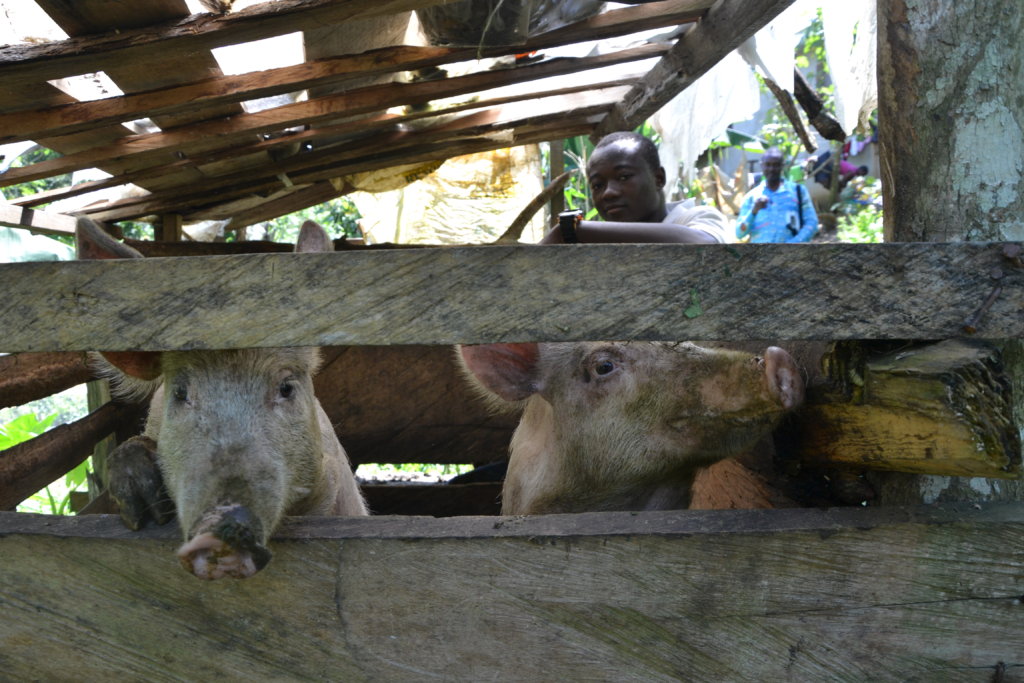 Help an Orphan to Become Independent