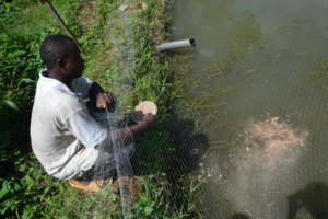 Fishpond