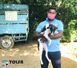 One of many dogs with mange we treated recently