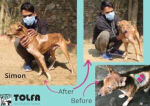 Simon, rescue dog recovered from a maggot wound
