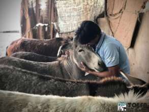 Large animal supervisor Roshan with our donkeys