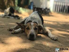 One of our shelter dogs relaxing at TOLFA