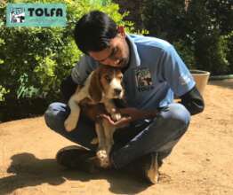 Paralysed puppy abandoned nearby TOLFA