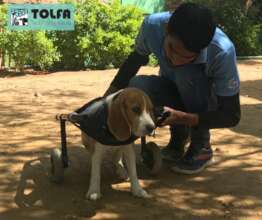 The puppy is receiving physio and extra care