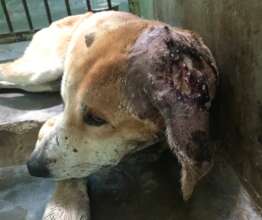 Street dog Xavier had a bad wound to his ear