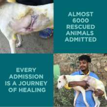 Almost 6,000 animals admitted in 2024