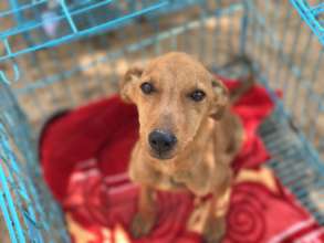 We helped 4,766 dogs, and puppies like Pepper here