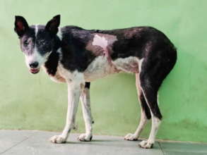 Edie, with the wound now fully healed!