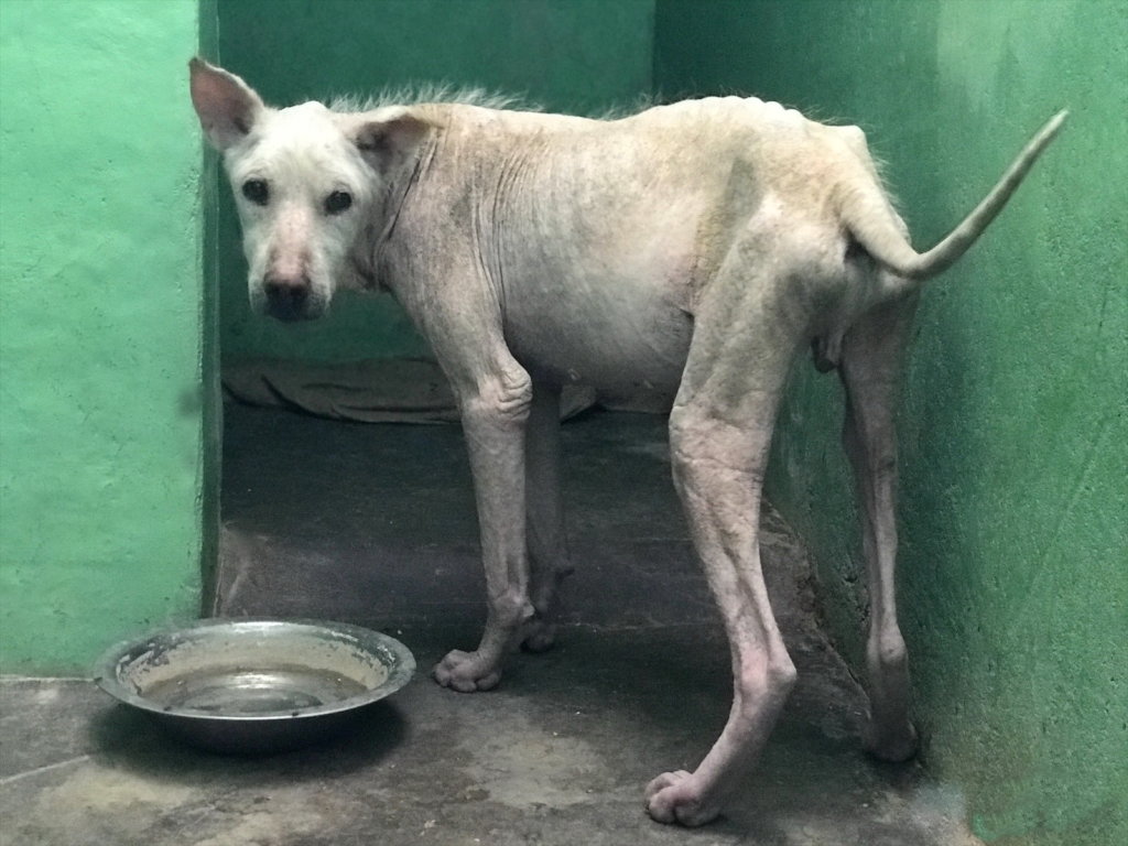 Albert, after treatment has begun for his mange
