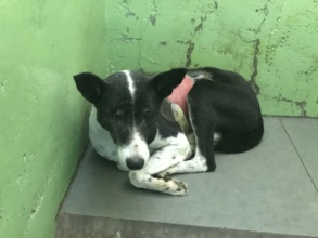 Edie, in her kennel during treatment for her wound