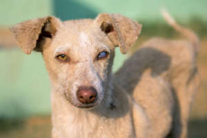 Young dog recently recovered from hepatitis
