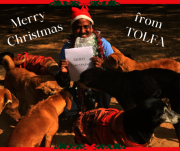 Merry Christmas from everyone at TOLFA