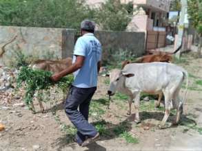 We are also taking green grass to feed the cows