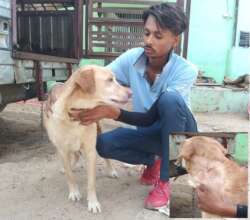 Healed maggot wound, dog ready for release home