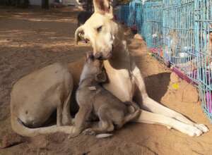 Your support changes the lives of animals in need