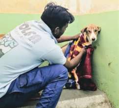 Staff drying an evacuated dog in his new kennel