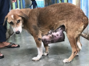 Ella with her tumour before the operation