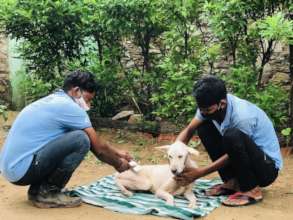 Albert, being groomed by caring TOLFA staff