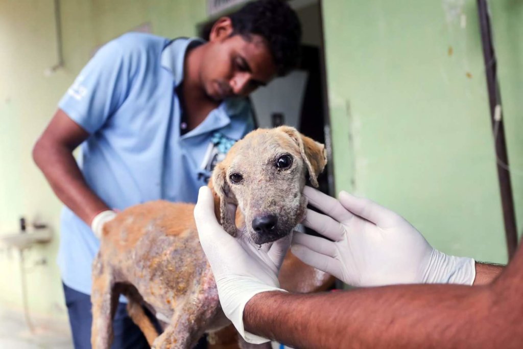 Our vet staff treat hundreds of animals every day