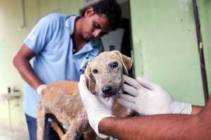 Our vet staff treat hundreds of animals every day