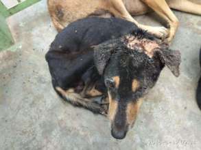 Devon on admission with a maggot wound on the head