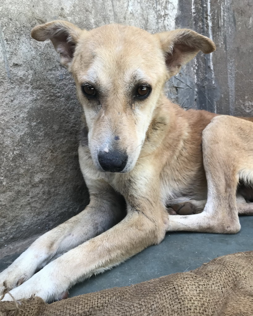 Gilby after his eye infection had cleared