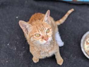 Ginger kitten with hind leg wound