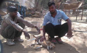 Team member Gokul meeting animals out and about