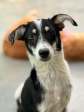 Gorgeous Goli - brought back to health!
